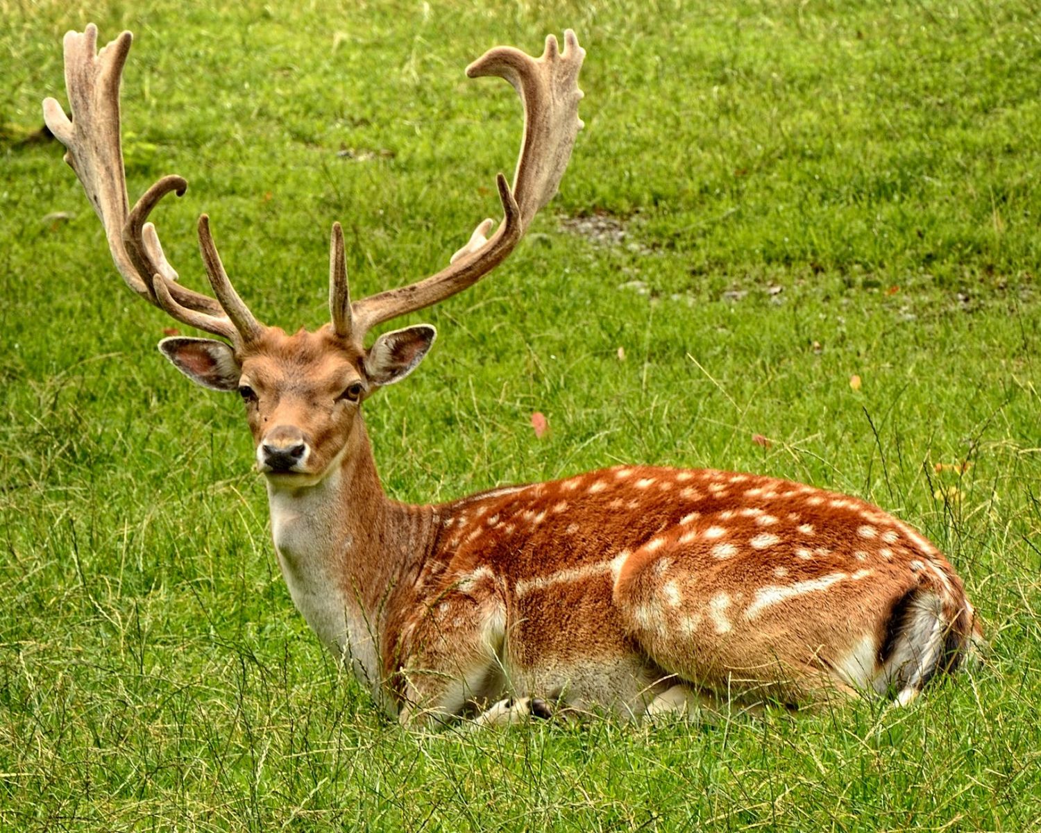 deer at eastnor castle