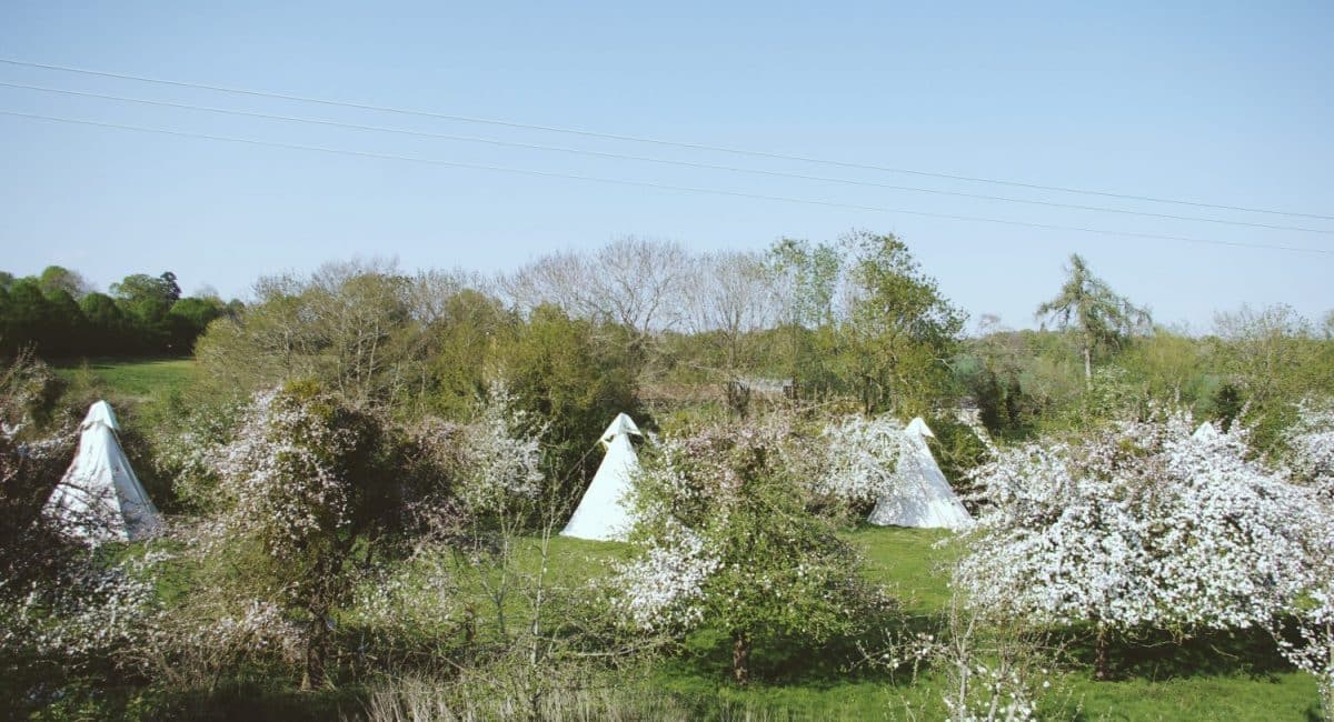 orchard with tipis